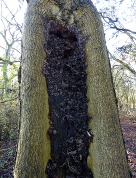 Abundant fruiting on a torn co-dominant stem of ash along the River Great Ouse, Bedfordshire